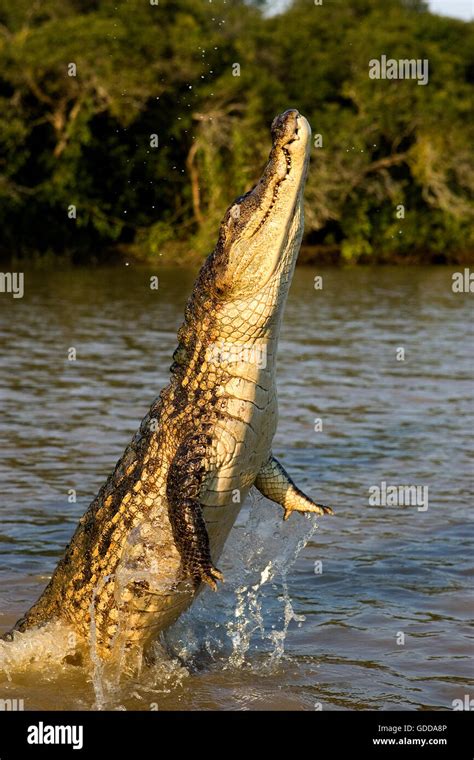 Spectacled Caiman Caiman Crocodilus Adult Leaping Out Of Water Los