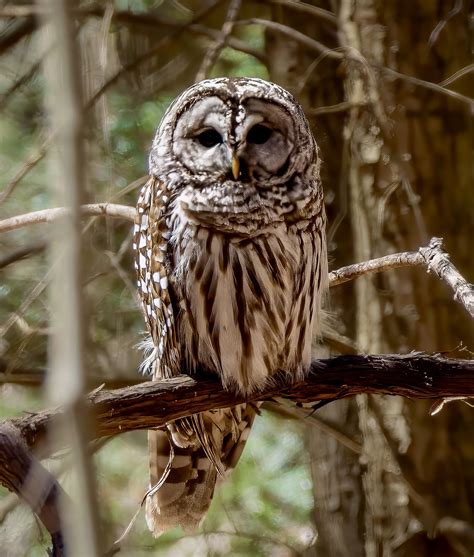 Barred owl, Finger Lakes NY. : r/Owls