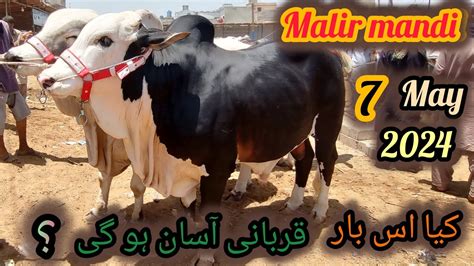 Malir Mandi Rates Update Qurbani 2024 Mandi News By Mazhar Cow