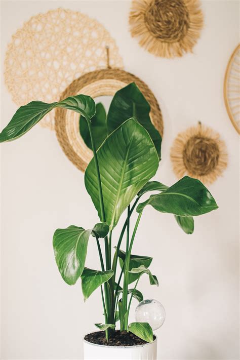 How to Care for the Strelitzia Nicolai – White Bird of Paradise – Happy