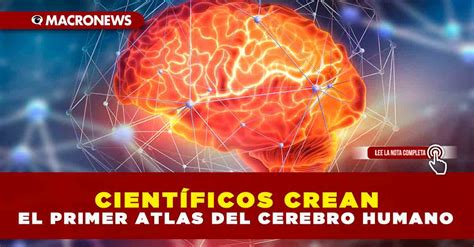 Científicos crean el primer Atlas del cerebro humano Macronews