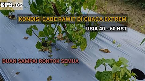 Update Kondisi Cabe Rawit Lokal Kami Di Cuaca Hujan Extrem Umur