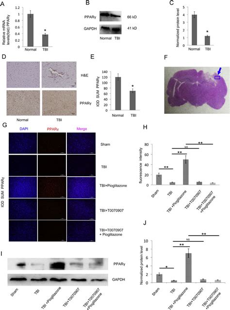 Tbi Impairs Pparg Expression A Qrt Pcr Analysis Of Pparg Gene