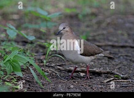 Grenada Dove, Leptotila wellsi) critically endangered and endemic to ...