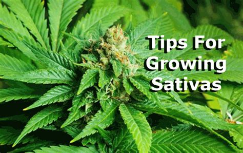 Tips For Growing Sativas