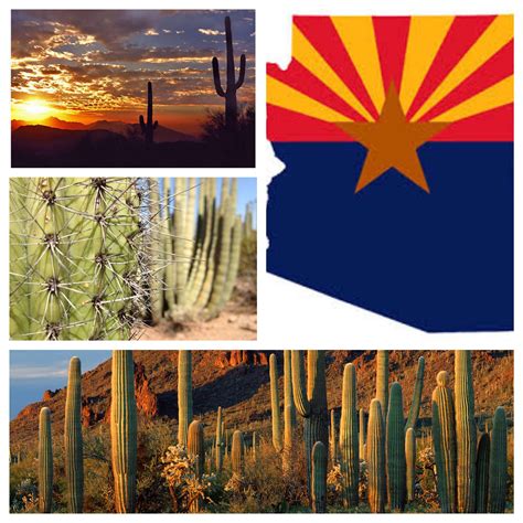 arizona, az, cacti, cactus, desert, saguaros, sunset wallpaper ...