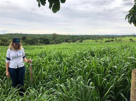 orientação técnica produtor investe em pasto e aumenta a produção