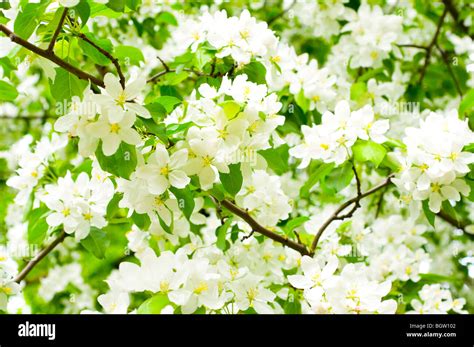 blossom apple tree Stock Photo - Alamy