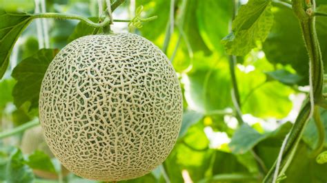 Why You Should Always Check The Stem On A Cantaloupe