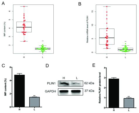 Expression Level Of Plin1 Gene Between Higher H And Lower L