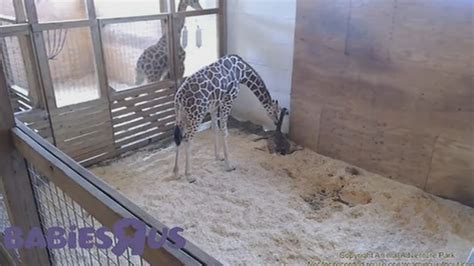 LIVE GIRAFFE CAM: April the Giraffe gives birth at New York zoo | abc7.com