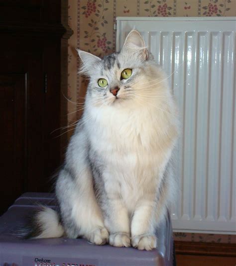 American Bobtail cat Pictures and Information - Cat-Breeds.com