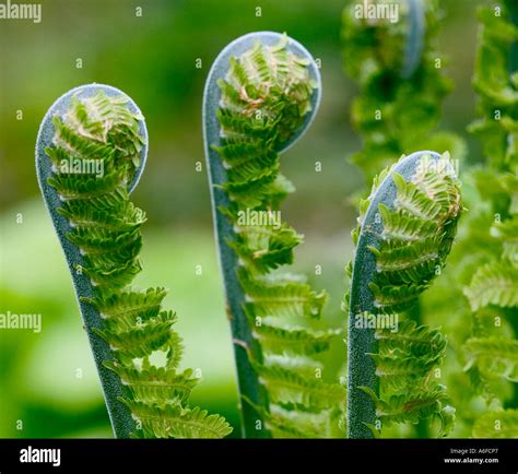 Variegated Fern Hi Res Stock Photography And Images Alamy