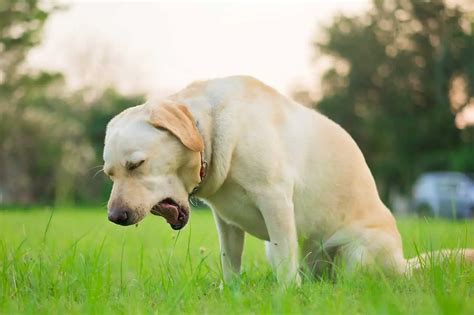 Heimlich Maneuver for Dogs and Cats | Red Dog Blue Kat