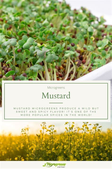 Mustard Seed Sprouts Growing In The Ground With Text Overlay That Reads