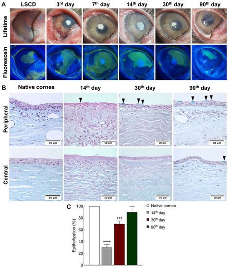 Ijms Free Full Text Corneal Reconstruction With Egfp Labelled