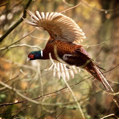 Pheasant In Flight Photographic Print Etsy Denmark