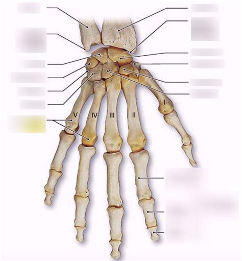 Hand Bones Diagram Quizlet