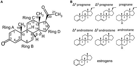 Frontiers Intracrine Regulation Of Estrogen And Other Sex Steroid