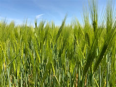 Green Wheat Pictures | Download Free Images on Unsplash