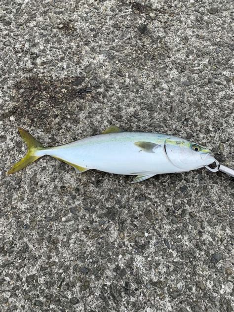 朝夕すごかった 兵庫県瀬戸内海側 明石東部 ショアジギング ハマチ・イナダ 陸っぱり 釣り・魚釣り 釣果情報サイト カンパリ