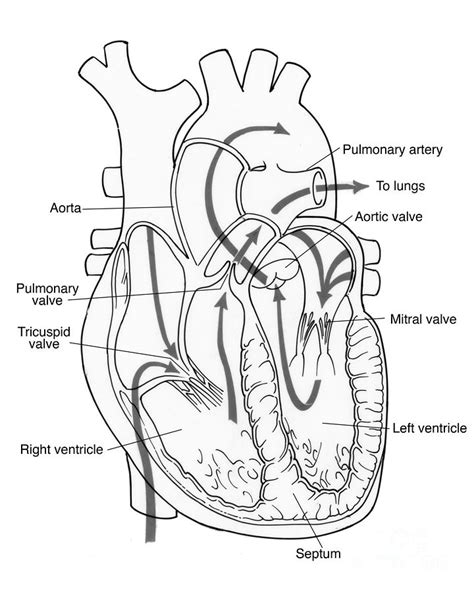 Illustration Of Coronary Circulation Photograph By Science Source