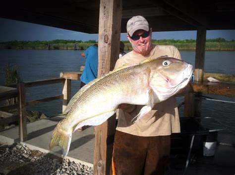 Tilefish - Tuna Fishing Venice, LA – Charter Fishing Venice, LA ...