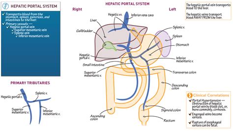 Hepatic Portal System