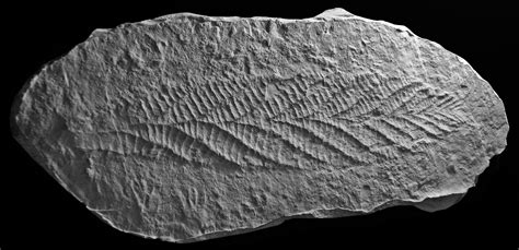 Why did fossils of the Ediacaran biota appear suddenly at large size? | Nature Portfolio Ecology ...