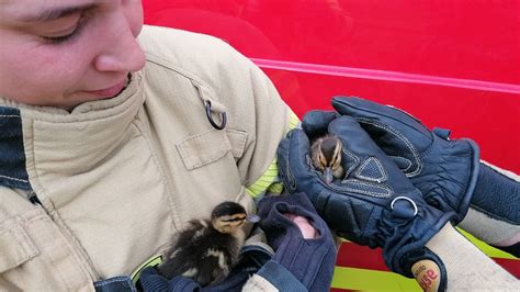 Bremerhaven Feuerwehr Rettet Entenmutter Mit K Ken Aus Abwasserkanal