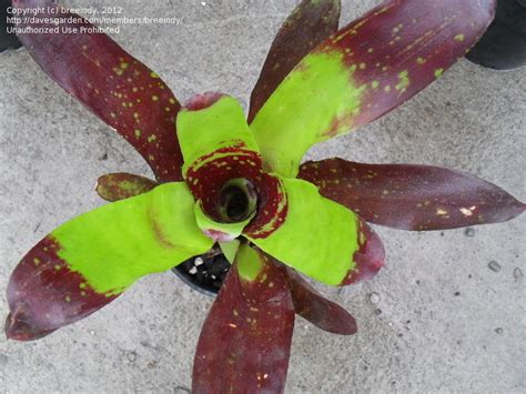 Australian And New Zealand Gardening Bromeliads For Novices And Addicts