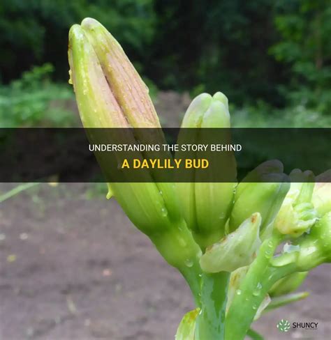 Understanding The Story Behind A Daylily Bud Shuncy