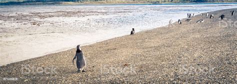 Penguins Ushuaia Argentina Stock Photo - Download Image Now - Animal ...