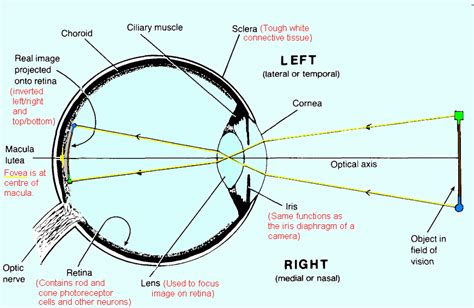 Visual angle | Psychology Wiki | Fandom