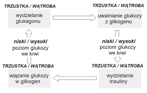 Na Schemacie Ilustruj Cym Mechanizm Antagonistycznego Dzia Ania