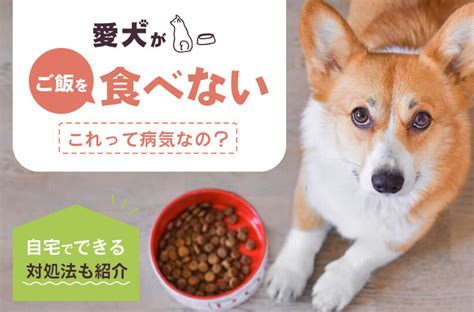 √完了しました！ 犬 食欲がない 寝てばかり 227384 犬 食欲がない 寝てばかり