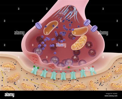 Electrical Synapse Hi Res Stock Photography And Images Alamy