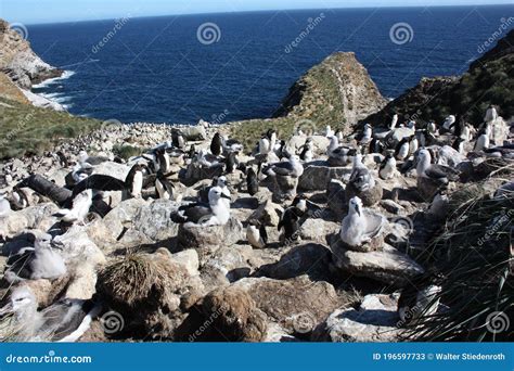 Les Falklands West Point Malvinas De Colonie D'albatros Blackbrown ...