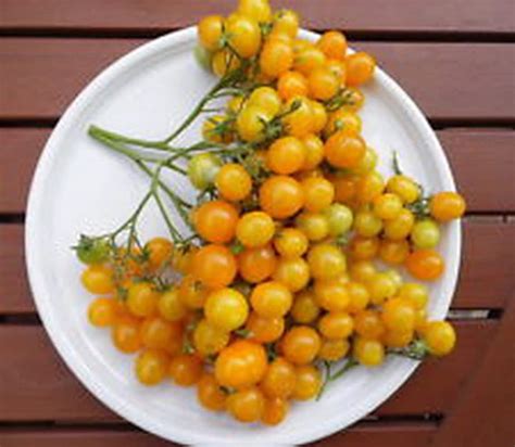 Tomato Ildi 50 Seeds Yellow Grape Tomato Etsy