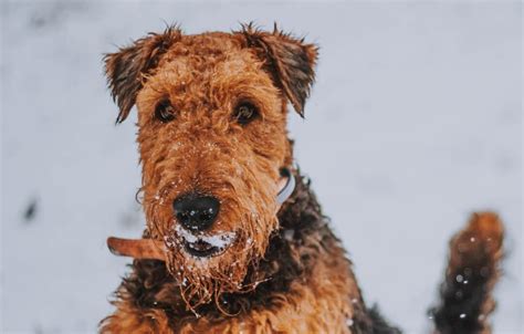 How Best To Groom A Welsh Terrier | Professional Tips | Groomers UK