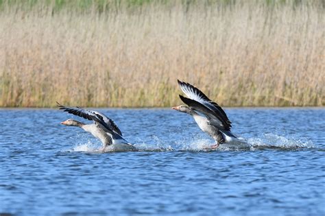 Oiseaux Sauvagine Faune Canadian Photo Gratuite Sur Pixabay Pixabay