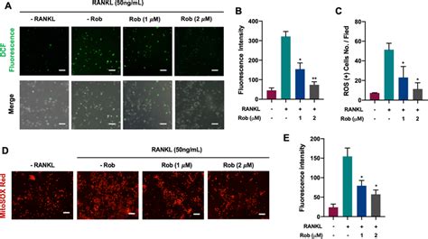 Rob Reduces Mitochondrial Reactive Oxygen Species Ros Levels In