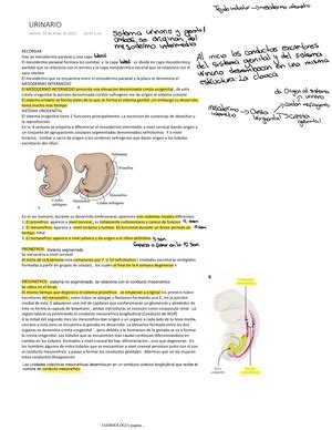 Sistema Nervioso Resumen Langman Sistema Nervioso Central Aparece