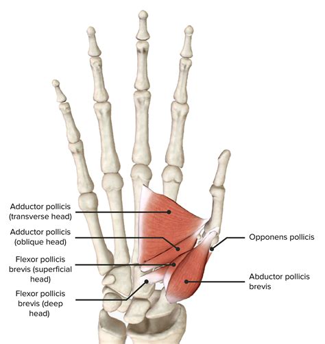 Ocurrencia Varios Carolino Anatomia De La Mano Musculos Y Tendones