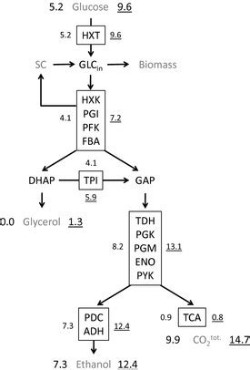 Stoichiometry Of The Glycolytic Pathway In This Simplified Scheme