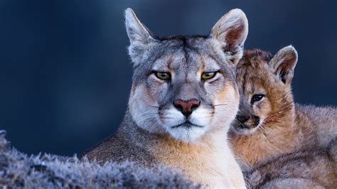 pictures of a cougar animal 1