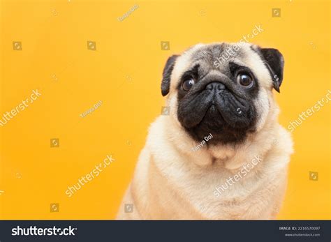 Portrait Pug Dog Looks Smiles On Stock Photo 2216570097 Shutterstock