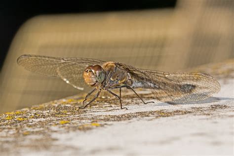 Sympetrum striolatum Große Heidelibelle Familie Segellibellen