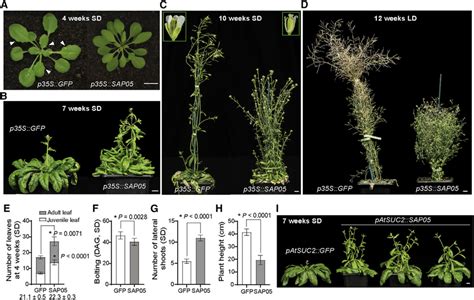 The Phytoplasma Effector Sap Induces Excessive Shoot Proliferation