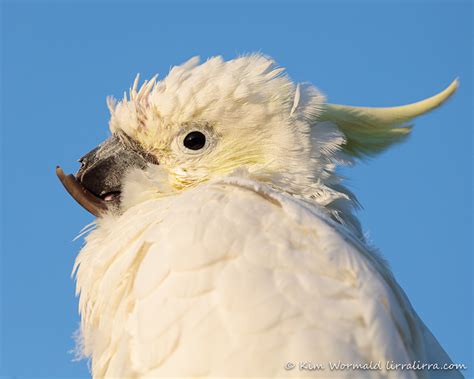 Psittacine Beak And Feather Disease Lirralirra